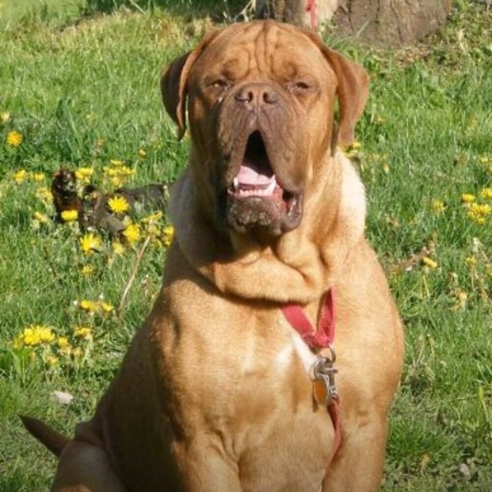 BigToastMalone - Picture 5 of 5